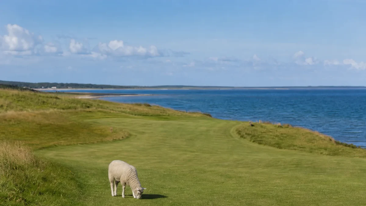 Fairway på Kronholmen med havet i bakgrunden och ett betande lamm